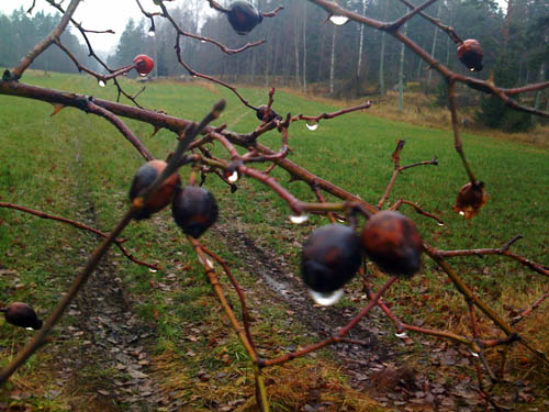 Blöta frostnupna nypon på busken vid grinden.