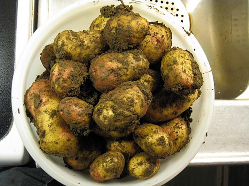 Årets sista potatis från landet.