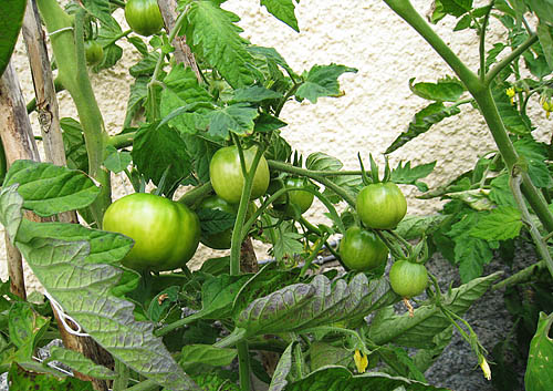 Tomaterna mognar.