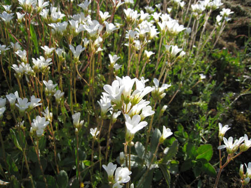 Vad heter de här blommorna? De växer på strandängen nedanför slottet.