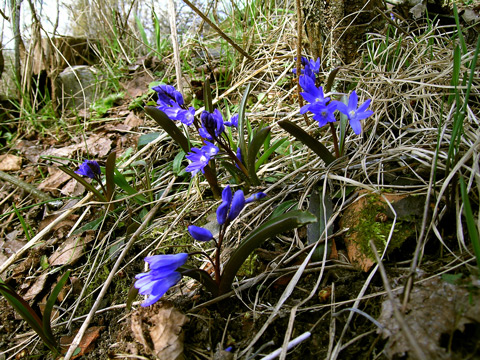 blå blommor