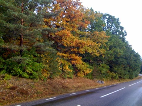 Skogen står i lågor.