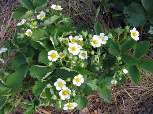 Det är gott om blommor på jordgubbsplantorna.