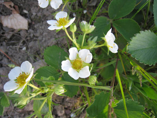 Jordgubbarna blommar nu.