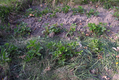I år provar jag enklare täckodling i jordgubbslandet, med gräs som täcke.