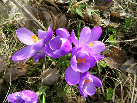 krokus