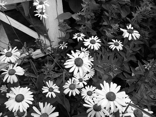 Margueriter (tror jag) vid verandan.