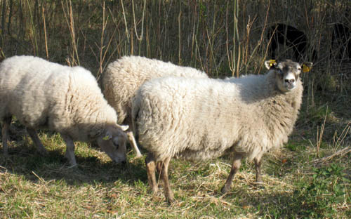 Fåren och lammen betar intill.