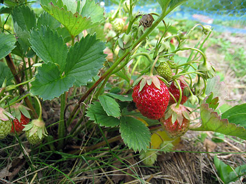 Nu mognar jordgubbarna i landet.