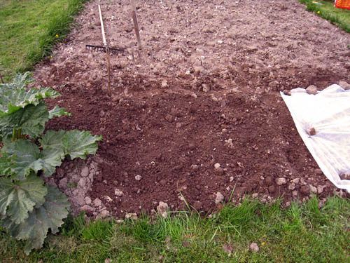 Rabarber till vänster. Under jorden ligger några potatisar och gräslöksfrön. Under odlingsduken ligger dillfrön och sättlök.