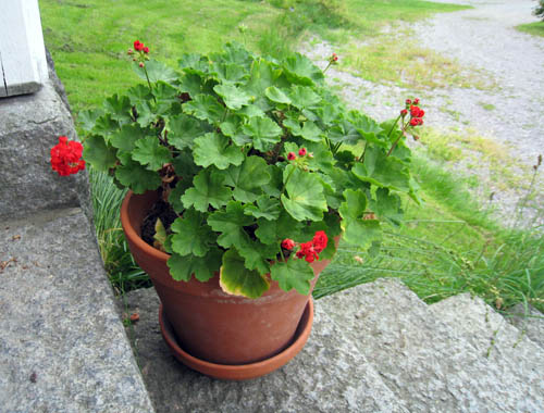 Pelargonen trivs.