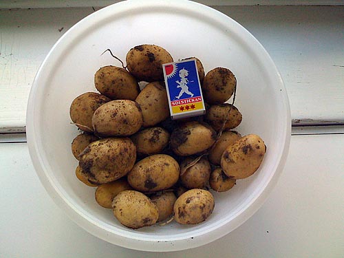 Ett potatisstånd.