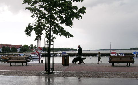 regn och hund