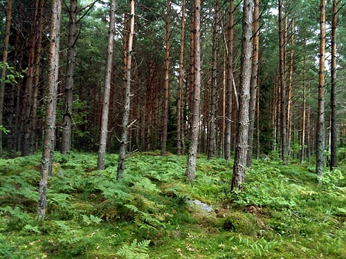 skog