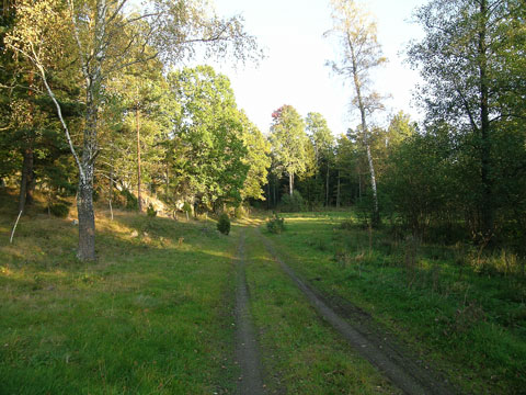 skog