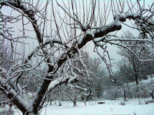 Snö på äppelträdet i torsdags morse.
