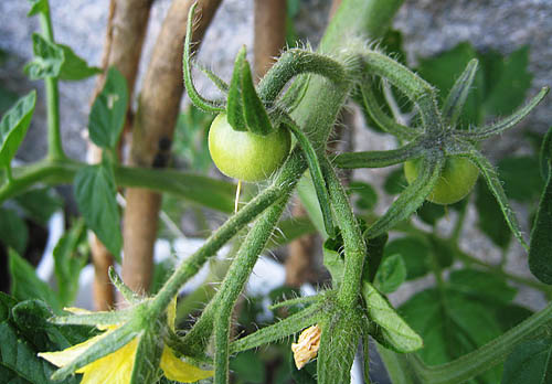 De första tomaterna har nu visat sig.