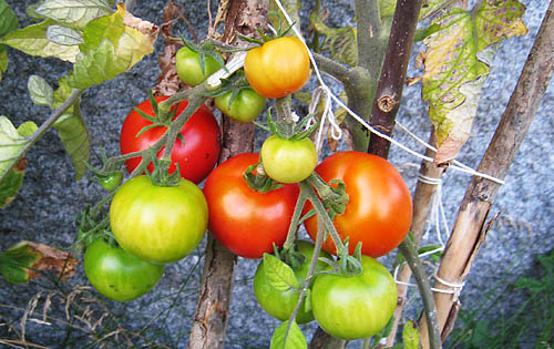 Tomatskörd.