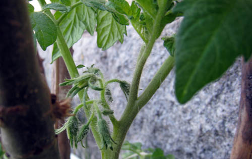 Inne bland bladen har knopparna kommit på tomatplantorna.