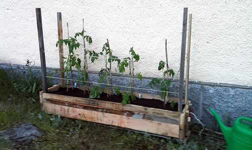 tomaterna planteras
