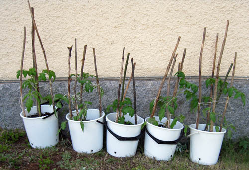 Tomatplantorna är kanske inte en särskilt snygg odling, men praktisk.